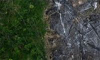 UN climate talks agree major forest protection plan UN climate talks agree major forest protection plan